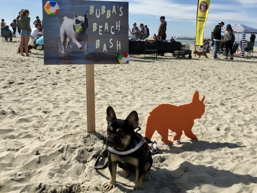 dog beach