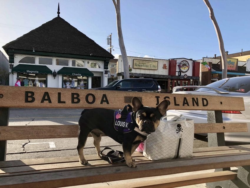 dog on Balboa Island bench