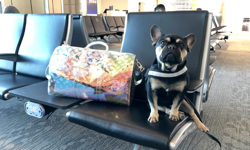 dog at airport