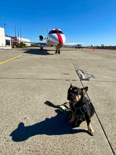 flying JSX with a dog