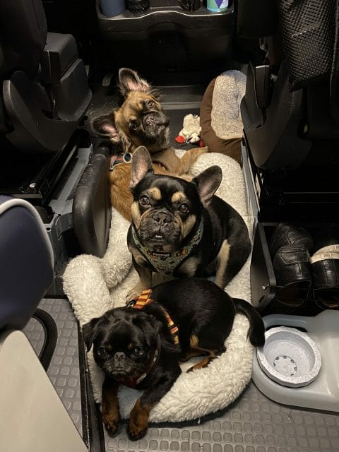 dogs safely traveling in rv