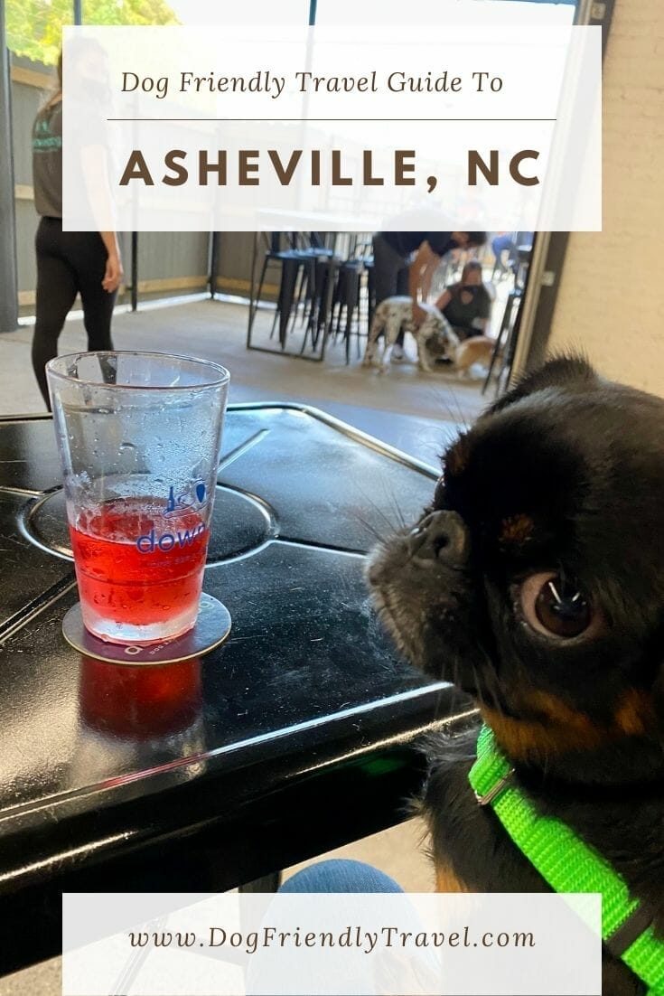 Why Asheville NC is Dog City USA