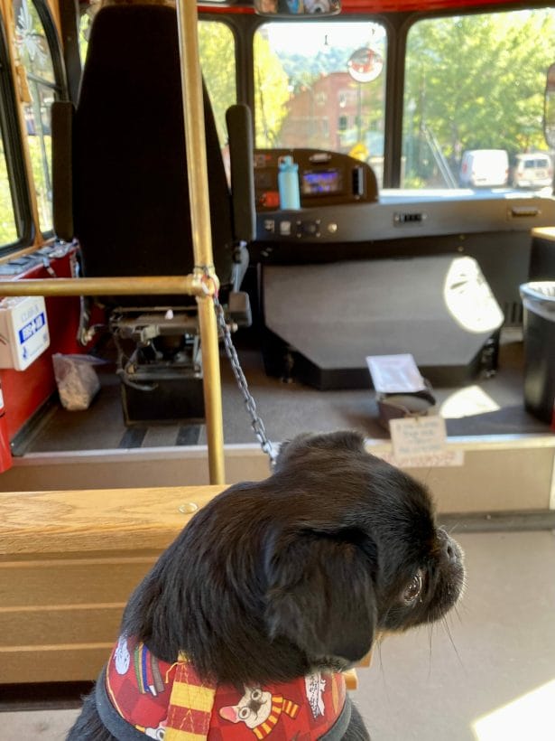 Dog on Asheville trolley tour