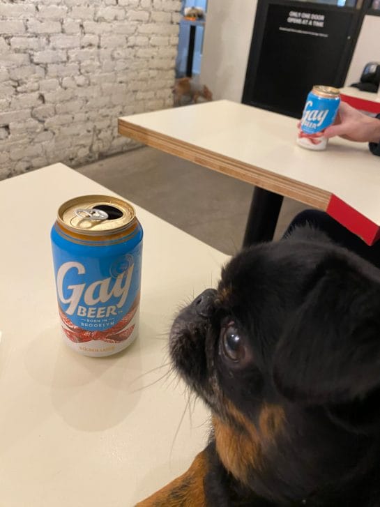 Dog in New York bar