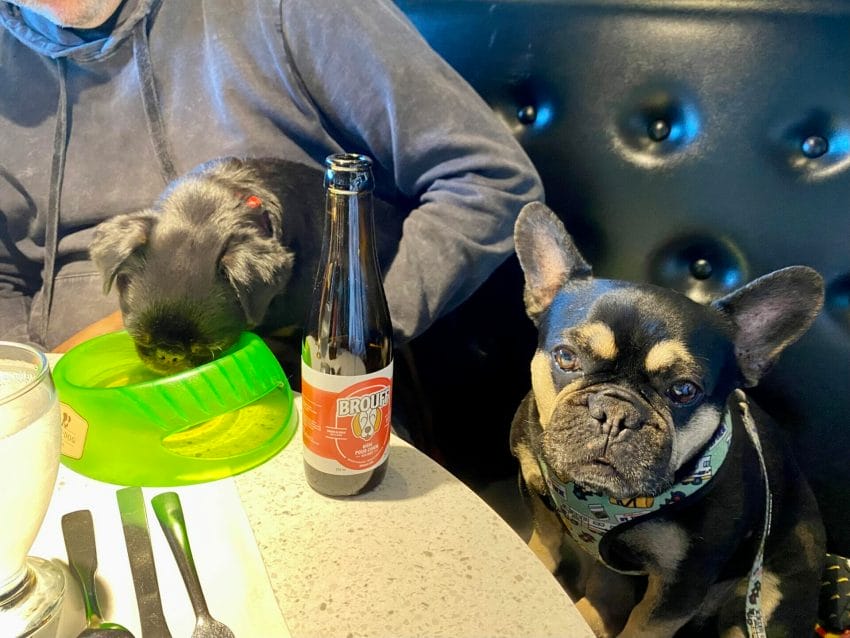 dogs at table